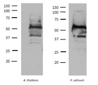 TROL | Thylakoid rhodanese-like protein in the group Antibodies Plant/Algal / Photosynthesis / Electron transfer at Agrisera AB (Antibodies for research) (AS19 4257)